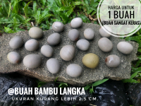 Buah Bambu Natural Langka atau Buah Temuan Alam atau Puser Bumi
