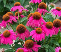 Echinacea seeds, four-season echinacea seeds, echinacea seeds, perennial flower seeds