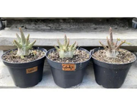 Tanaman Hias Adenium Arabicum Godji Size A 2 POHON