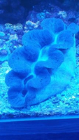 Kerang Hias Air Laut Kima