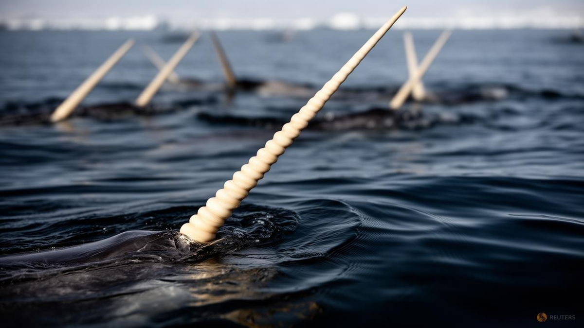 Narwhal Tusks Stay Straight Thanks to Opposing Internal Spirals, Scientists Find
