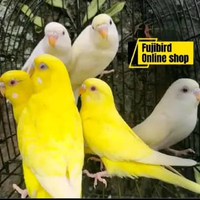 BURUNG PARKIT LUTINO MATA MERAH PILIHAN SEPASANG SEPASANG