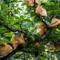 防蟲保護袋 果袋套 套梨葡萄柚子桔子芒果蘋果水果樹防鳥防蟲保護枇杷專用紙袋包裝袋『cyd0766』