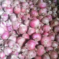 bawang merah batu super kering Kecombrang Jahe