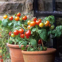 50 SEED- Benih Tomato Merah Renek / Dwarf Red Tomato Seeds