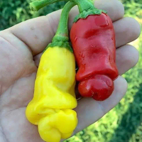 Budidaya benih cabe hias/unik yellow peter pepper & red peter pepper 20 butir sampai 100butir
