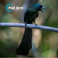 BURUNG MURAI PAPUA PILIHAN AVIARY