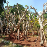 pohon kamboja fosil bali