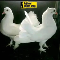 BURUNG MERPATI KIPAS PUTIH SEPASANG SATUAN