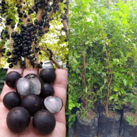 Bibit Anggur pohon/ anggur Brazil cepat berbuah