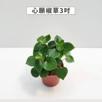 預購 Gardeners 心願椒草 3吋盆 -1入(室內植物/綠化植物/觀葉植物)