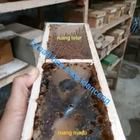 Bibit klanceng leavicep /lanceng /klanceng