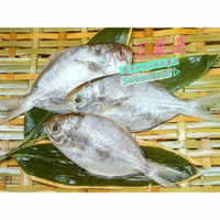 【小富嚴選】海鮮其他魚類-(肉魚)(肉鯧)(肉鯽魚)(肉好多活冷新鮮肉魚)(肉鯽魚)特價鯛魚下巴/浦燒鯛 肉鯽魚、