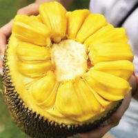 Bibit Nangka J33 Malaysia kualitas unggul