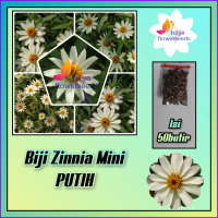 Biji zinnia mini putih