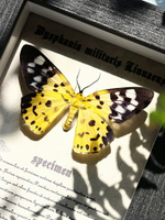 豹尺蛾蝴蝶標本相框展示框家具掛畫擺件真蝴蝶高顏值生日禮物