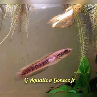 #ikan Channa asiatica R S size 11-12cm