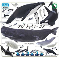 Beau特佛toys 現貨 IKIMON 轉蛋 扭蛋 NTC生物模型 第二彈 鯨魚&海豚篇 整套全6種 0210