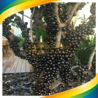Bibit Anggur Brazil preco