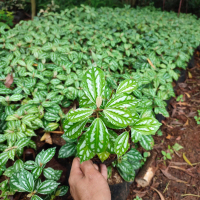 tanaman aluminum pilea cadierei - pohon mutiara pilea