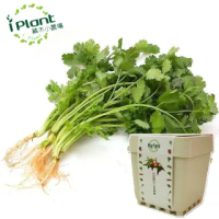 【iPlant】積木小農場-香菜(內含種子培養土肥料花盆)