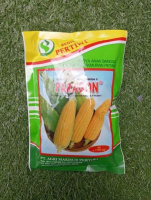 BENIH JAGUNG MANIS PARAGON ISI 1750 BIJI BENIH JAGUNG MANIS HIBRIDA F1