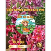 Bibit Gemoy Bunga Lily Pink |Benih Bunga Lili Pink|Bibit Bunga Liliy