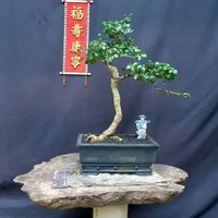 BONSAI POHON SERUT/KISERUT