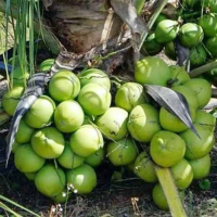 Bibit Kelapa Entog - Kelapa Entok - Kelapa Hijau Besar Super Genjah Tanaman