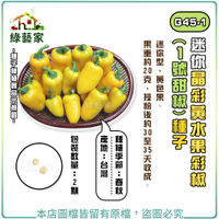 【綠藝家】G45-1.迷你晶彩黃水果彩椒(1號甜椒)種子2顆