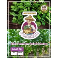 Bibit Premium Seledri Amigo | Benih Seledri Amigo