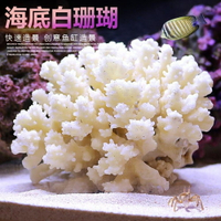 魚缸造景白珊瑚水族箱裝飾擺件