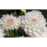 5 Biji Segar Benih Bunga Dahlia Eveline Flower Dahlia Seed - 5 Seed