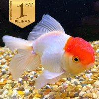 Koki Oranda Topi Merah Size M Ikan Hias Kolam Hiasan Aquarium Aquascape - Salah satu Ikan koki yang 