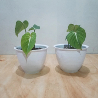 Philodendron gloriosum tanaman hias