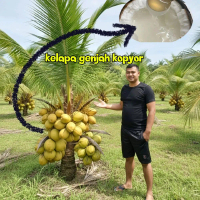 bibit kelapa genjah kopyor