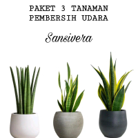 Tanaman Hias Paket 3 Sansivera - Golden Flame, Lidah Mertua, Tombak - Pembersih Udara Rumah - Hiasan