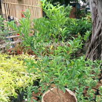 pohon jeruk santang madu berbuah/pohon Santang madu kuning