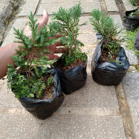 Cemara Sinensis Blue