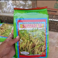 Agrosid Benih Padi Hibrida F-1 Suppadi 56 2kg Original Berkualitas Tinggi untuk Pertanian