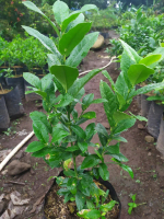 bibit jeruk lemon lokal kampung