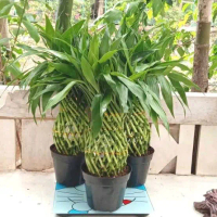 TANAMAN HIAS BAMBU HOKI GENTONG INC POT (pot plastik hitam,pot keramik ,pot plastik putih)