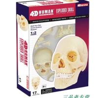 4D MASTER Human model skull anatomy model assembled skeleton model Medical use