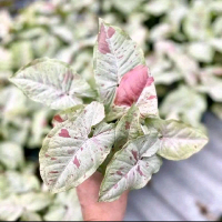 Tanaman hias singonium milk confetty syingonium - tanaman singonium confetty milk pink