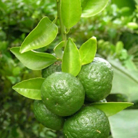 Bibit Jeruk Limau kualitas unggulan