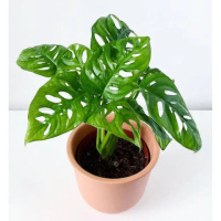 Tanaman Monstera Acuminata Atau Janda Bolong Daun Besar Rimbun