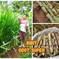 BIBIT ODOT SUPER UNGGUL UNTUK PAKAN TERNAK SAPI KAMBING DOMBA