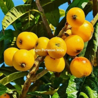 Bibit Tanaman Buah Leci Bhi Leci Kuning Super Rimbun TAMBULAPOT