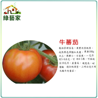 【綠藝家】大包裝G36.牛番茄種子0.2克 約72顆 (產地日本)