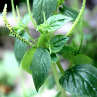 250 Gram Daun Sirih Cina Segar
